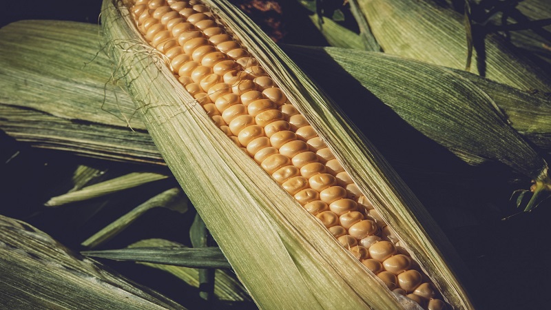 Kukuruzno brašno – jača imunitet i čuva zdravlje srca