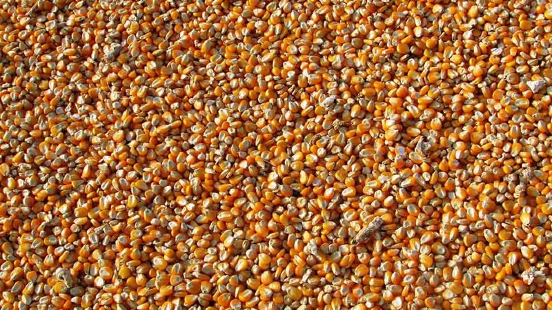 BRANIČEVO: Merkantilni kukuruz za 402 poljoprivredna gazdinstva 