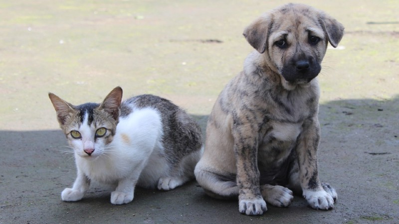 Poskupele usluge Prihvatilišta za pse i mačke lutalice u Požarevcu