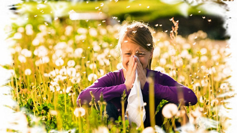 Niske koncentracije polena bora, koprive, trave i hrasta