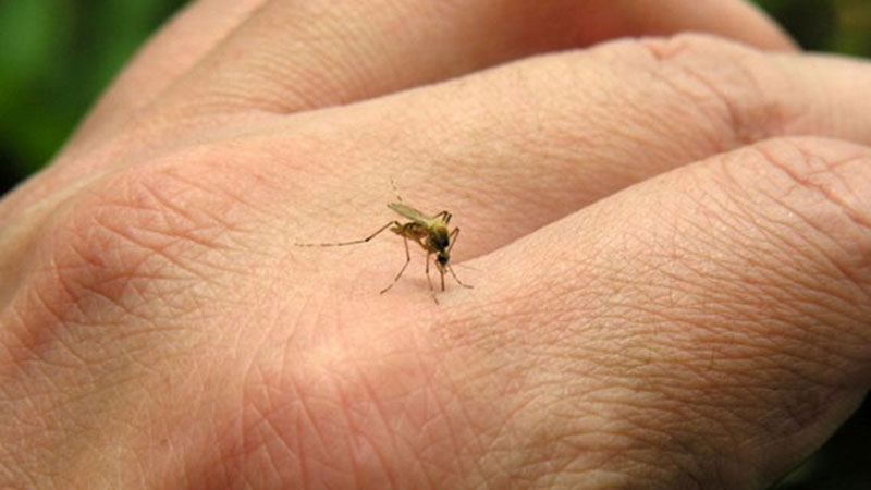Novo zaprašivanje komaraca ukoliko ne bude kiše