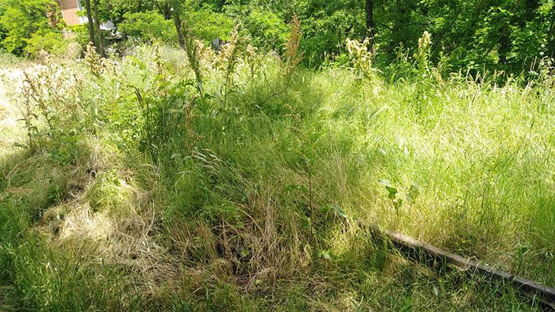 EB PATROLA: Trava odavno nije košena, Burjanci strahuju od zmija (FOTO)