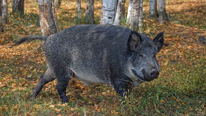 Afrička kuga divljih svinja detektovana u lovištu u Petrovcu