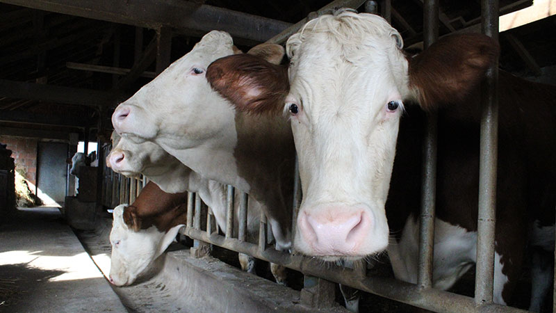 Farma Strainović – dokaz da od stočarstva može lepo da se živi (FOTO)