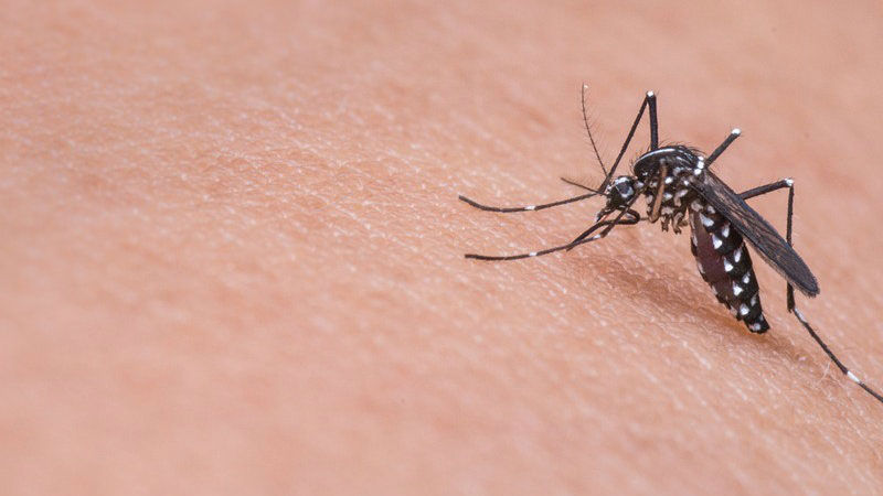 Tretman protiv komaraca na području opštine Žabari