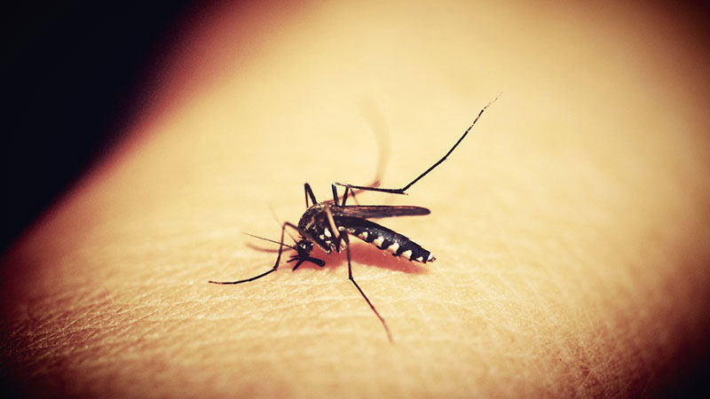 Tretman protiv komaraca iz vazduha, ukoliko ne bude kiše