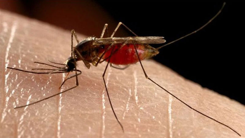 Tretman protiv komaraca sa zemlje i iz vazduha