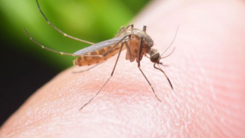 Trodnevni tretman protiv komaraca