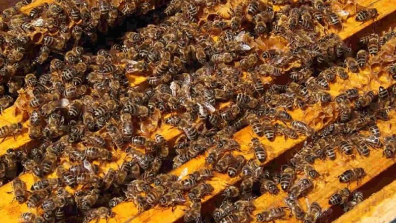 Tanasković: Pčelarima od sledeće godine subvencije 1.000 dinara po košnici