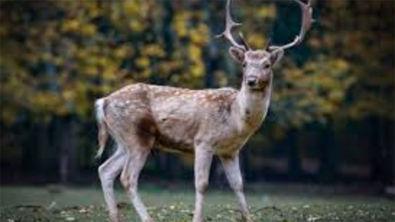 Lov na trofejnog jelena - nova manifestacija u Žagubici 