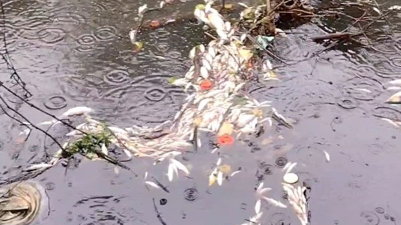 Uginula riba u Peku kod Braničeva, šta je uzrok?	