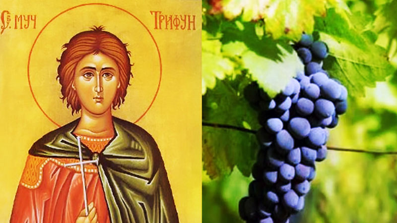 Slavimo Svetog Trifuna, zaštitnika vinograda 