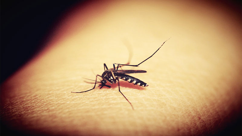 Deratizacija i akcija suzbijanja komaraca