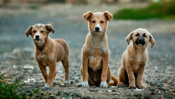 Povećan broj pasa lutalica u Petrovcu