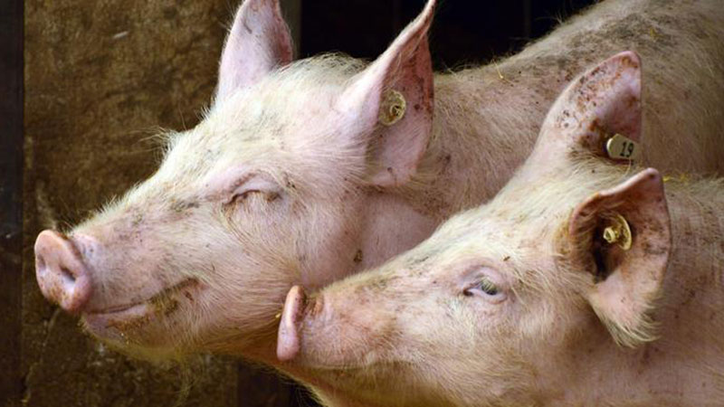 Afrička kuga svinja potvrđena  na području opštine Veliko Gradište