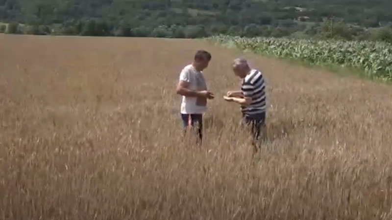 Zbog poplava očekuje se manji prinos pšenice u žagubičkom kraju