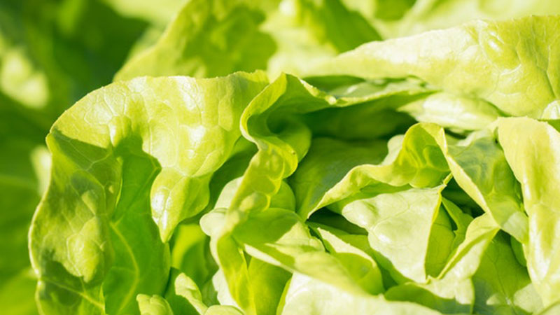 Zelena salata obiluje dragocenim mineralima i vitaminima