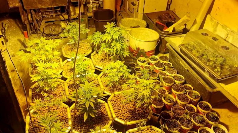 Policija otkrila laboratoriju za proizvodnju marihuane u okolini Žabara
