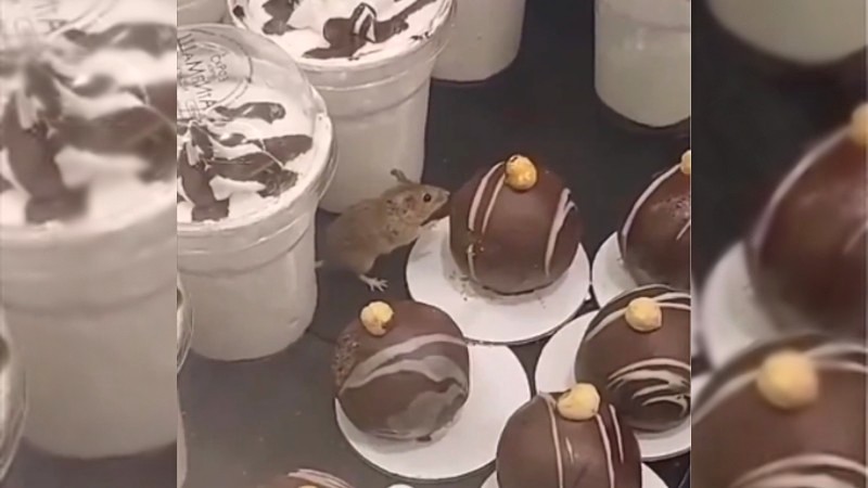 Kupac snimio miša dok gricka kolač u pekari
